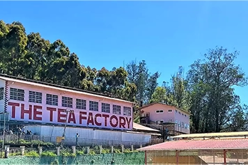 Affordable taxi packages for a scenic Ooty tea factory visit & local sightseeing tours