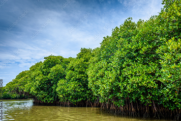 Explore Pichavaram Mangrove Forest with Local Taxi or Cab Discover Pichavaram Mangrove Forest with a comfortable local taxi or cab for a scenic journey.