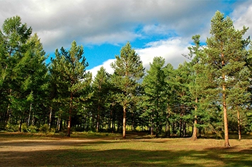 Best Taxi Service to Pine Forest for a Peaceful Trip Book a taxi or cab to Pine Forest for a scenic, refreshing, and hassle-free nature getaway.