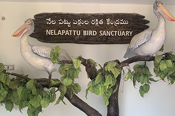Visit Nelapattu Bird Sanctuary with Outstation Taxi Service Explore Nelapattu Bird Sanctuary with local taxi services for a comfortable and scenic journey.