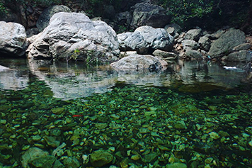 Explore Tada Forest With Local Cab Service For Easy Travel Visit Tada Forest with convenient local taxi services for a smooth and scenic travel experience.