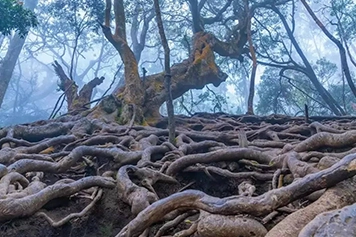 Book a cab from Chennai to explore Devil’s Kitchen in Kodaikanal, a mysterious and scenic cave valley.