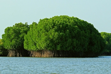 Vacation Trip to Pichavaram Mangrove Forest by Online Cabs Families book online cabs and enjoy a peaceful vacation trip to Pichavaram Mangrove Forest