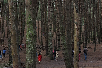 Ride to Pine Forest Kodaikanal with Easy Car Booking Travel to Pine Forest with safe car hire from Trichy to Kodaikanal for nature, hills, and fresh air